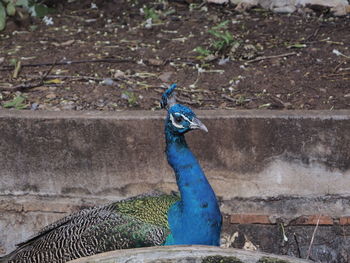 Close-up of peacock