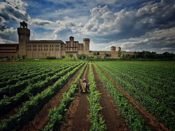 Scenic view of agricultural field against sky