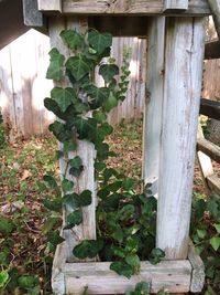 Close-up of plants against trees