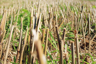 Close-up of plants on field