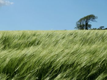 Close-up of wheat field against clear blue sky