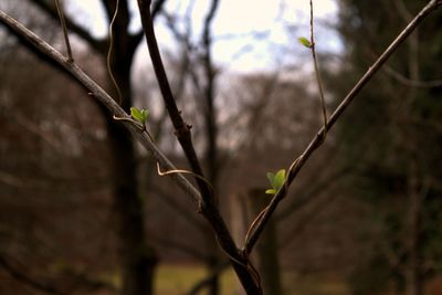 nature