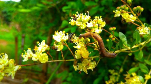 Close-up of yellow flowers growing on tree