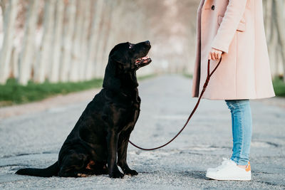 Low section of person with dog standing outdoors