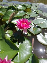 Close-up of lotus water lily