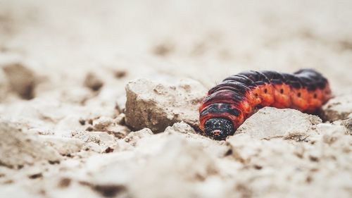 Close-up of lizard on sand