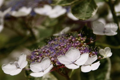 Close-up of flowers blooming in park