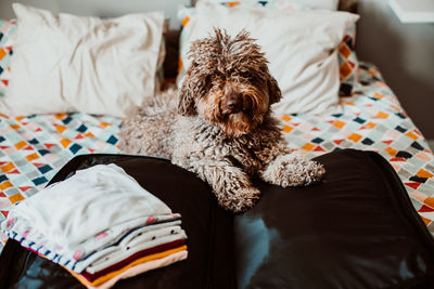 Midsection of a dog resting on bed