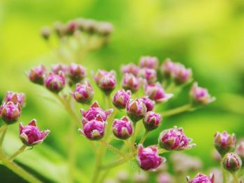 Close-up of pink flowers