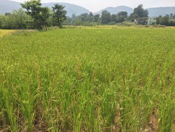 Scenic view of rural landscape