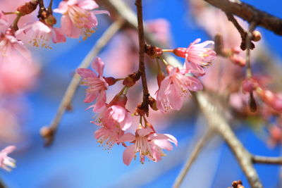 Close-up of pink cherry blossom