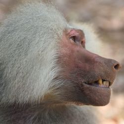 Close-up of monkey