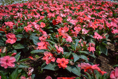 Close-up of pink flowering plants on field