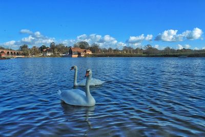 Swan swimming on lake against sky