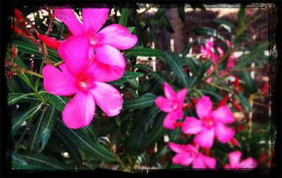 Close-up of pink flowers