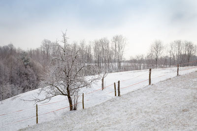 Bare trees on snow covered field against sky