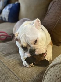Dog sleeping on bed at home