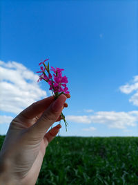Close-up of hand holding purple flowering plant against blue sky