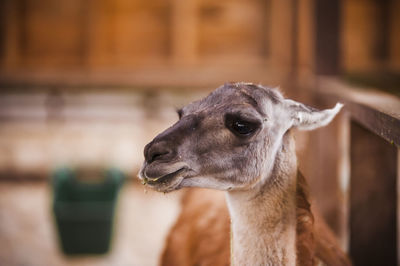 Close-up of llama