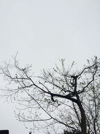 Low angle view of bare trees against clear sky