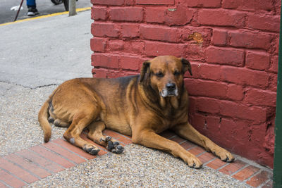 Portrait of dog sitting on brick wall