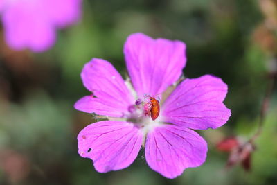 Close-up of pink flower