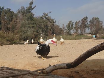 Birds perching on sand by trees against sky