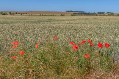 Red poppies growing on field against sky