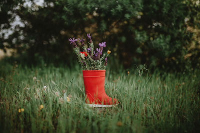 Close-up of purple flower on red rubber boots