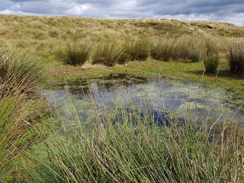 Scenic view of field against sky