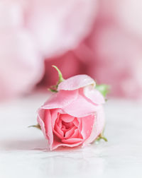 Close-up of rose petals on table