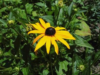 Close-up of yellow flower