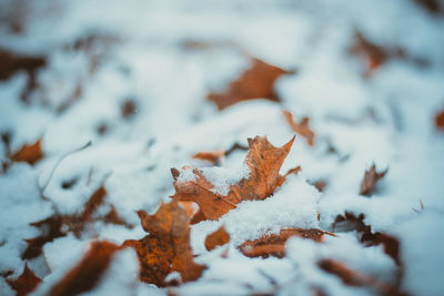 Close-up of snowflakes on snow