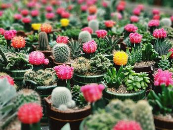 Close-up of potted plants