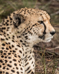 Close-up of a cat