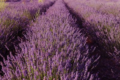 Full frame shot of lavender growing on field