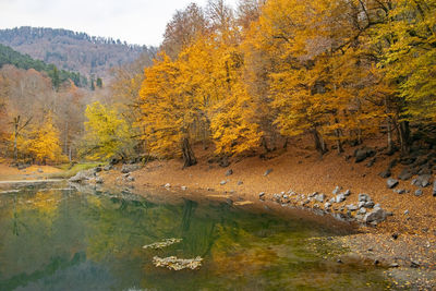 Scenic view of lake amidst trees during autumn