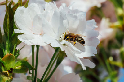 Close-up of bee on white flower