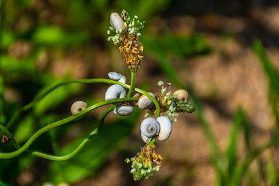 Small white snails on grass blades