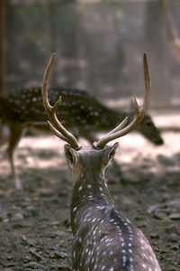 Close-up of deer on field