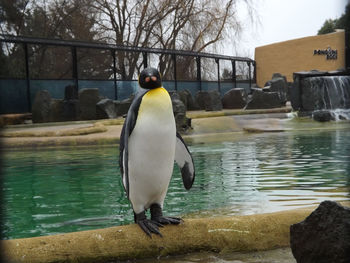 Penguin in aquarium at zoo