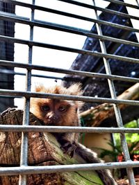 Portrait of a monkey in cage