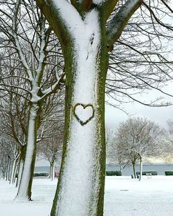 Bare trees on snow covered landscape