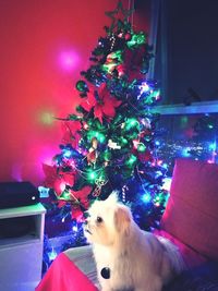Dog on christmas tree at home