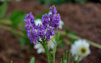 Close-up of purple flowering plant in field