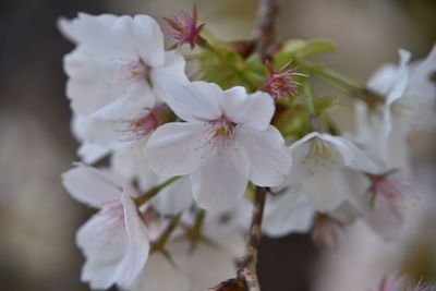 Close-up of cherry blossoms