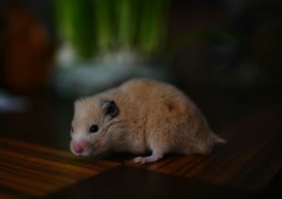 Full length of a hamster