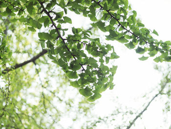 Low angle view of tree