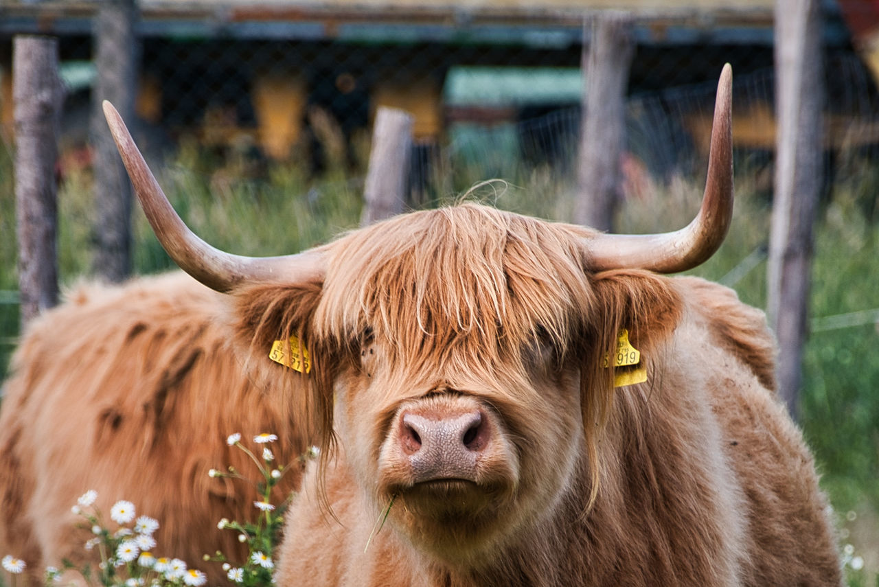 mammal, animal themes, animal, horned, livestock, cattle, domestic animals, domestic, pets, vertebrate, domestic cattle, animal hair, highland cattle, focus on foreground, one animal, animal wildlife, day, brown, cow, no people, herbivorous, outdoors, animal head