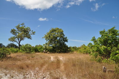 Trees on landscape against sky